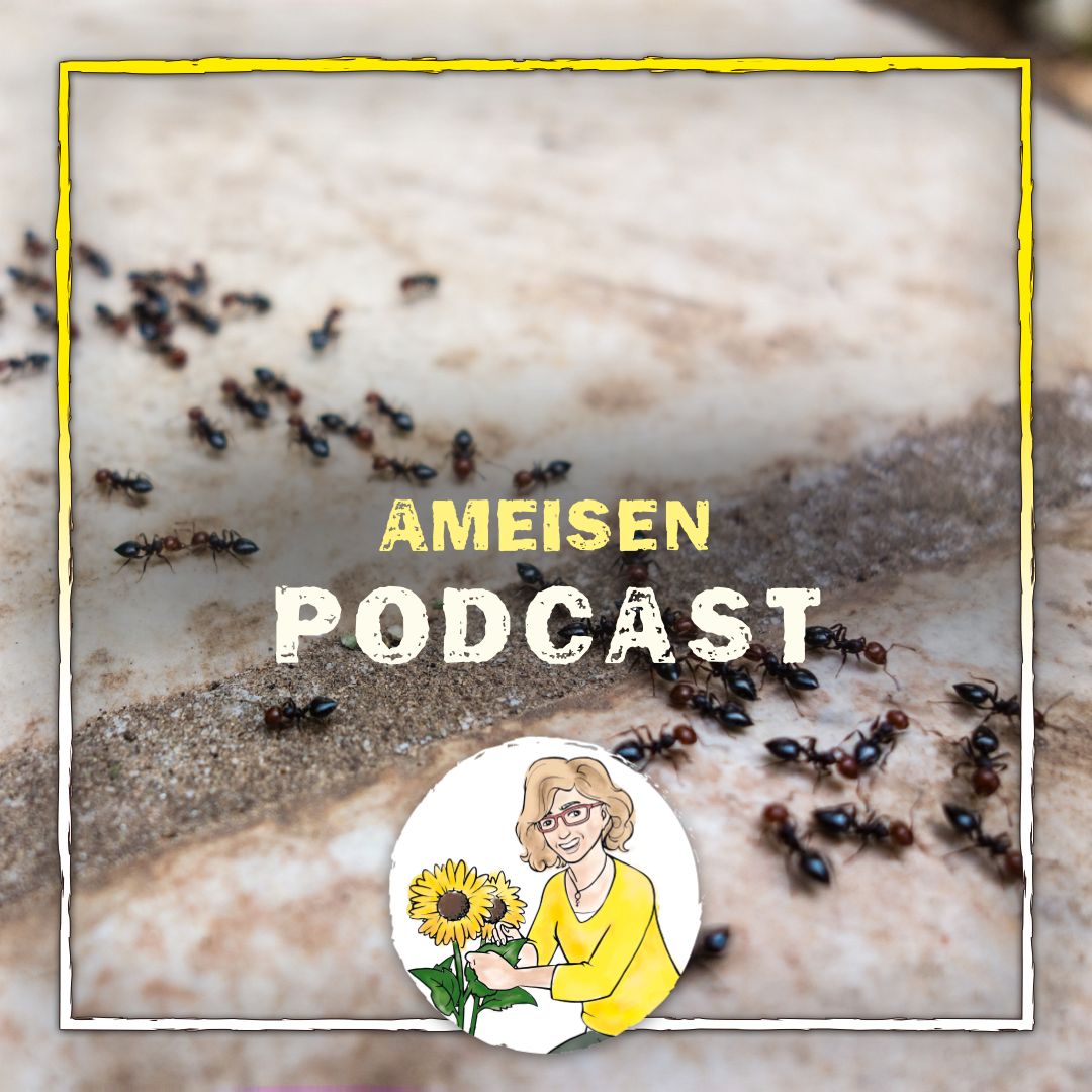 Ameisen Ameisen