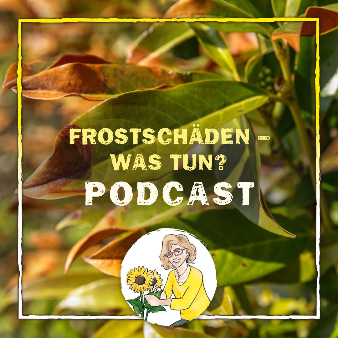 Frostschaden Frostschaden