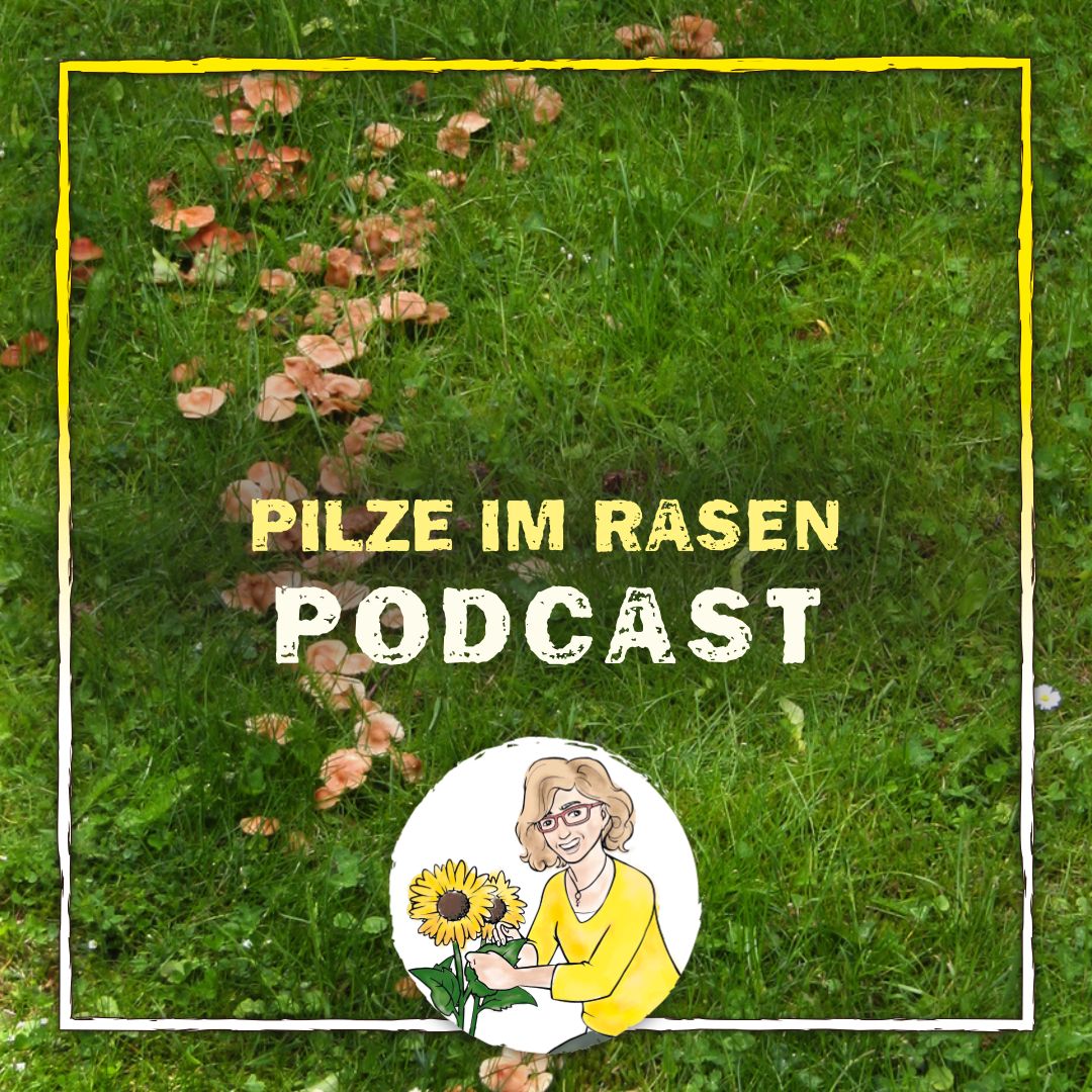 Pilze im Rasen Pilze im Rasen