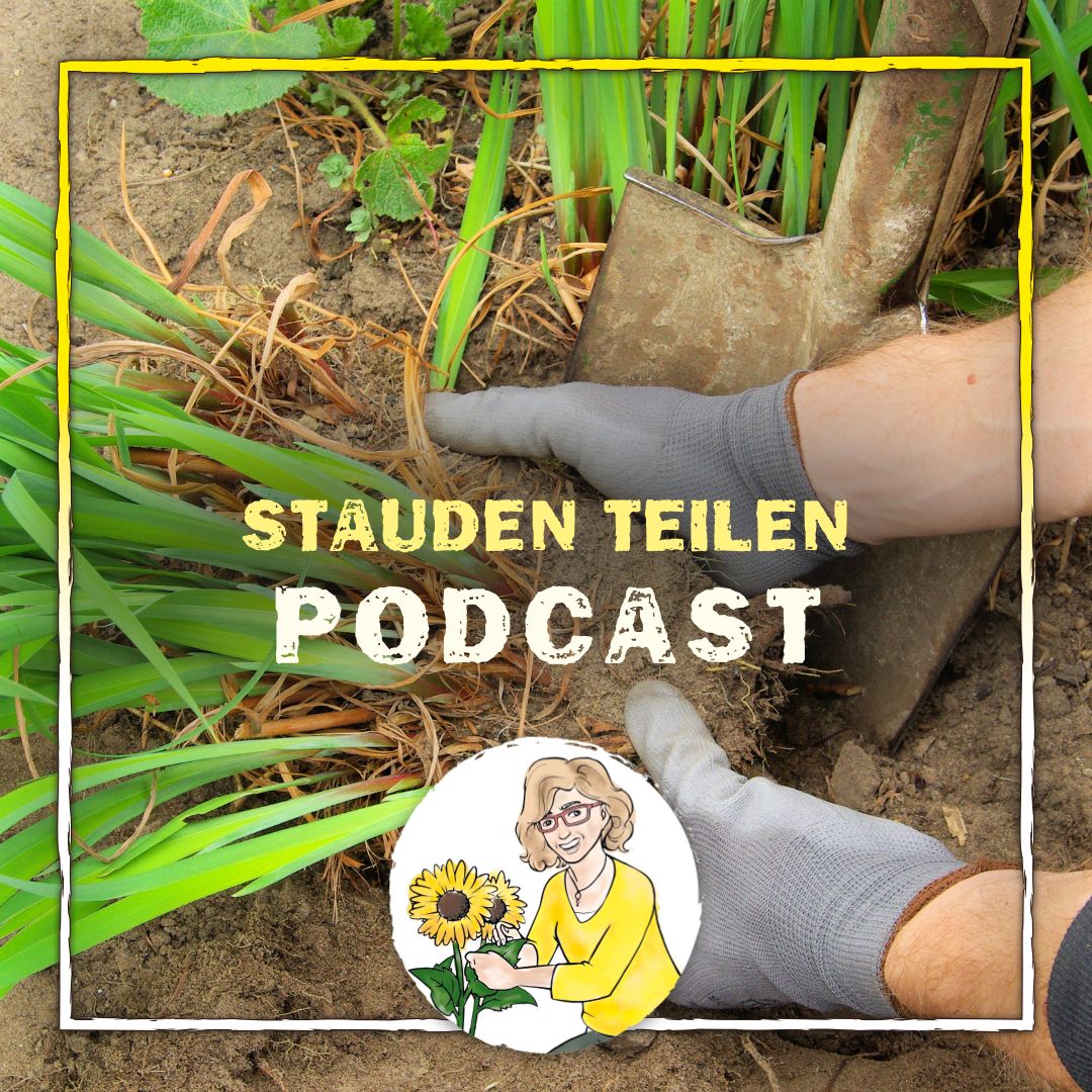 Stauden teilen Stauden teilen
