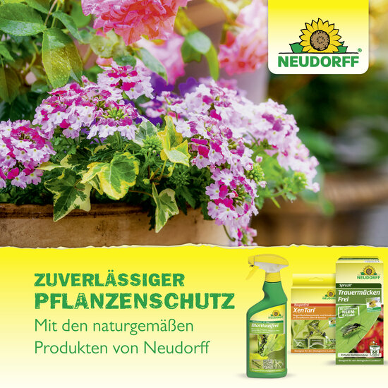 Spruzit Schädlingsfrei RosenSpray Sprechende Bilder Spruzit Schädlingsfrei RosenSpray Sprechende Bilder