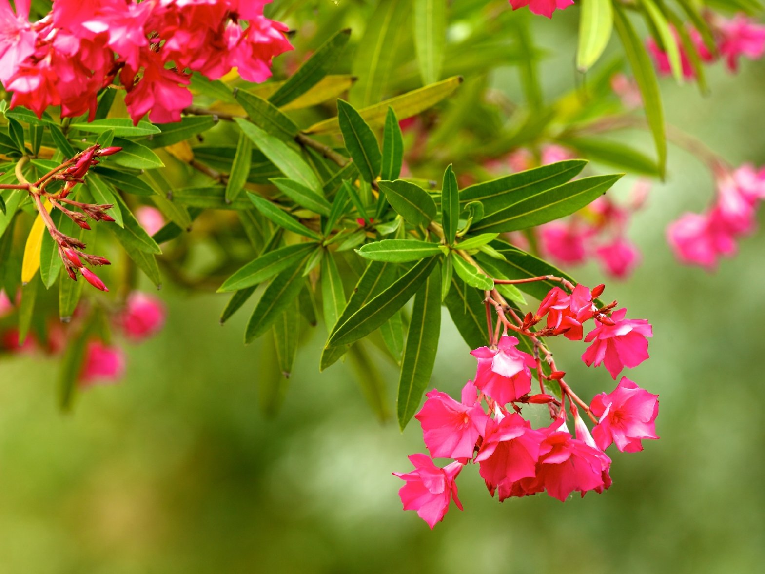 Schildläuse lieben den Oleander Schildläuse lieben den Oleander