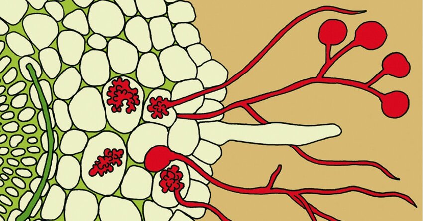 Mykorrhiza