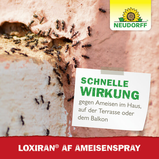 Loxiran AF AmeisenSpray Sprechende Bilder Bild 6 Loxiran AF AmeisenSpray Sprechende Bilder Bild 6