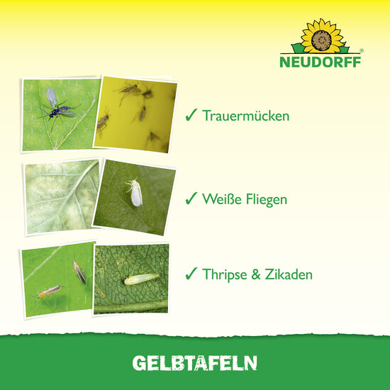 Gelbtafeln (kleinformatig) Sprechende Bilder Bild 4
