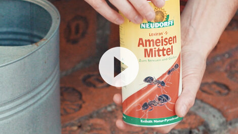 TV-Beitrag Loxiran-S-Ameisenmittel