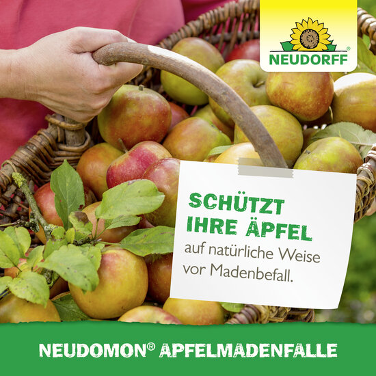 Neudomon ApfelmadenFalle Sprechende Bilder Bild 6