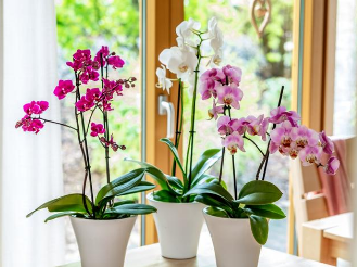 Wollläuse befallen auch Orchideen Wollläuse befallen auch Orchideen