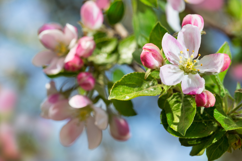 Apfelblüte Apfelblüte