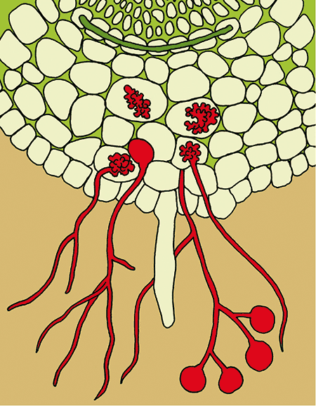 Mykorrhiza Mykorrhiza
