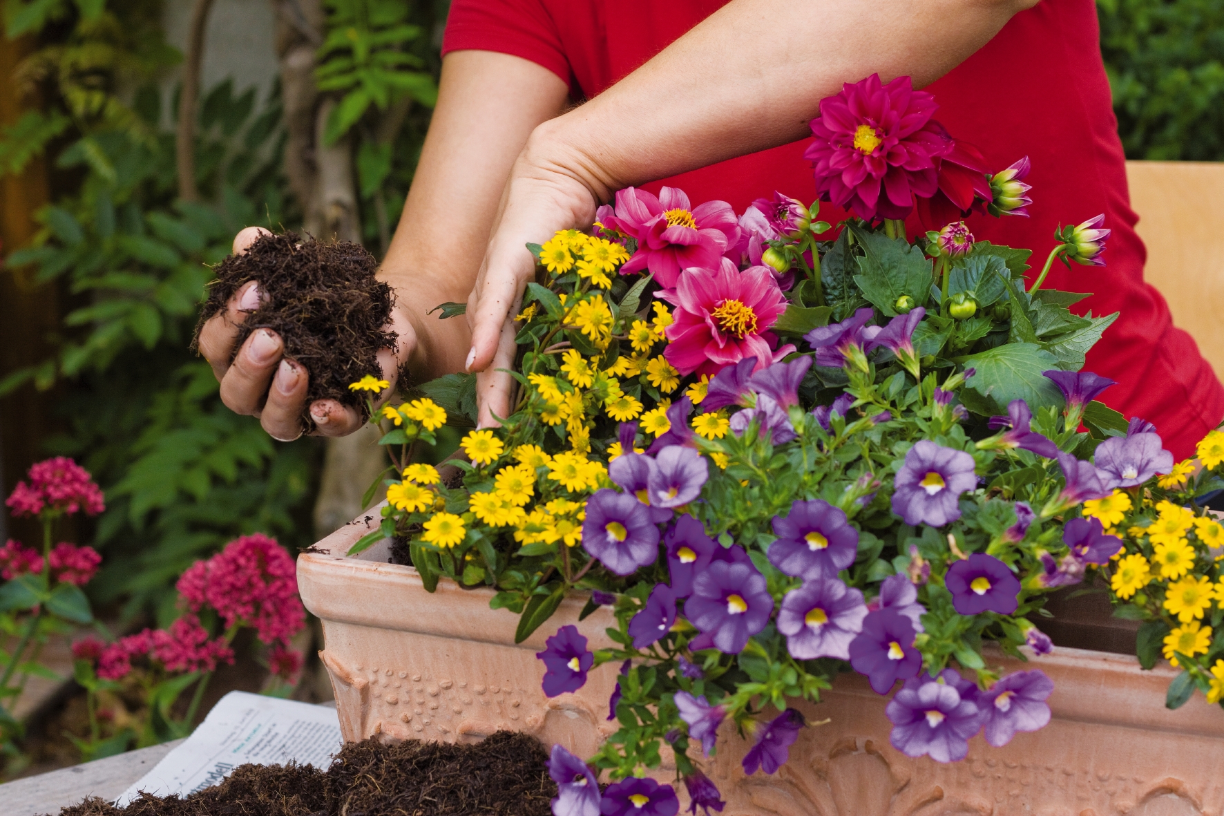 Zwischenräume nach dem Einpflanzen mit Erde auffüllen Balkonkästen werden nach dem Einpflanzen der Blumen in den Zwischenräumen mit Erde aufgefüllt