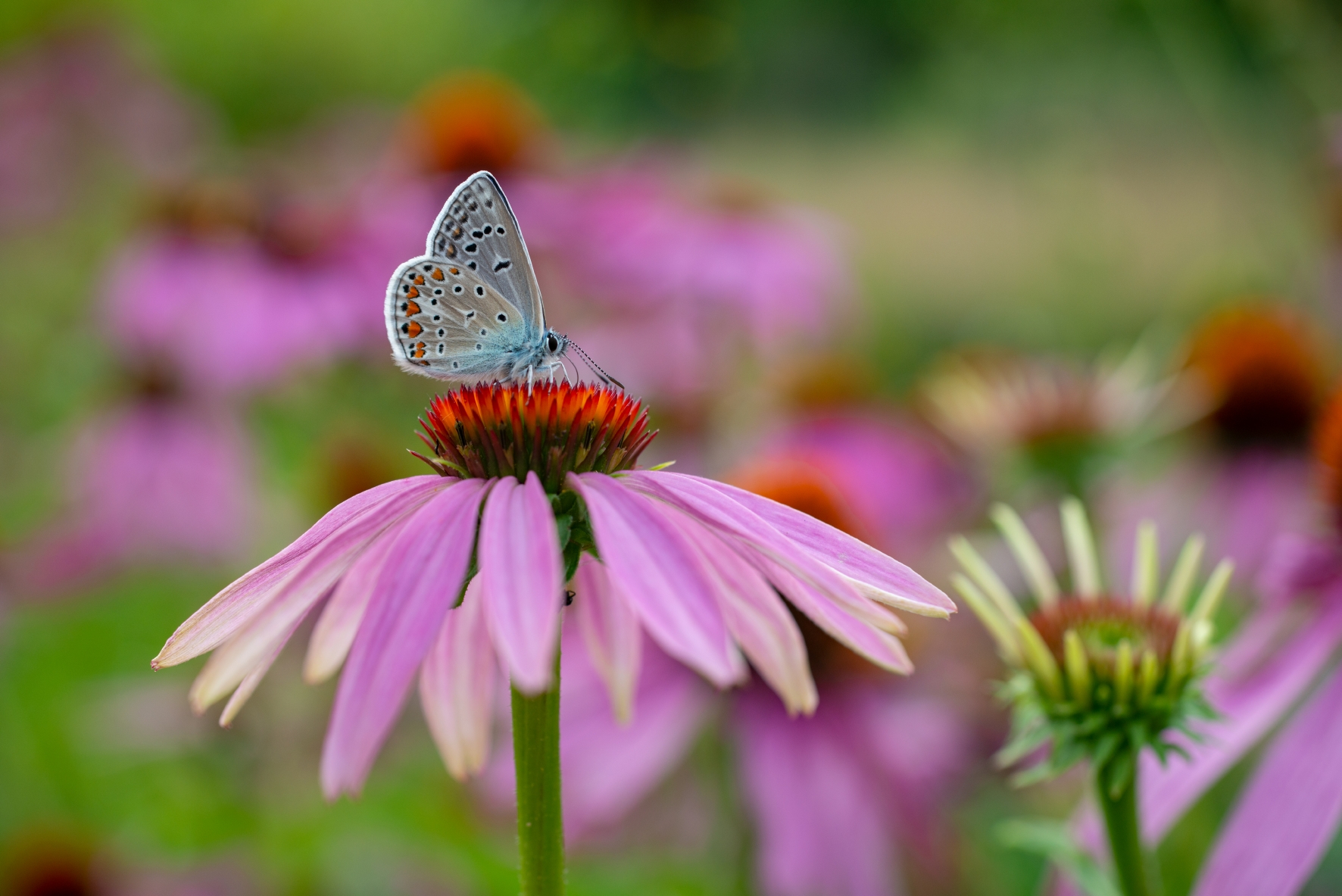 Artenvielfalt im Garten ist möglich: Mit einer tollen Blumenwiese Schmetterlinge fliegen total auf Blumenwiesen