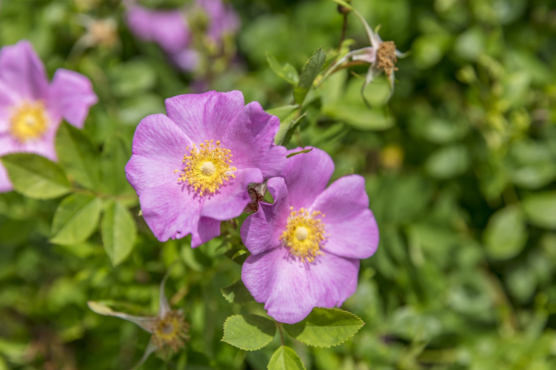Über einfache, ungefüllte Rosenblüten freuen sich Bienen Über einfache, ungefüllte Rosenblüten freuen sich Bienen