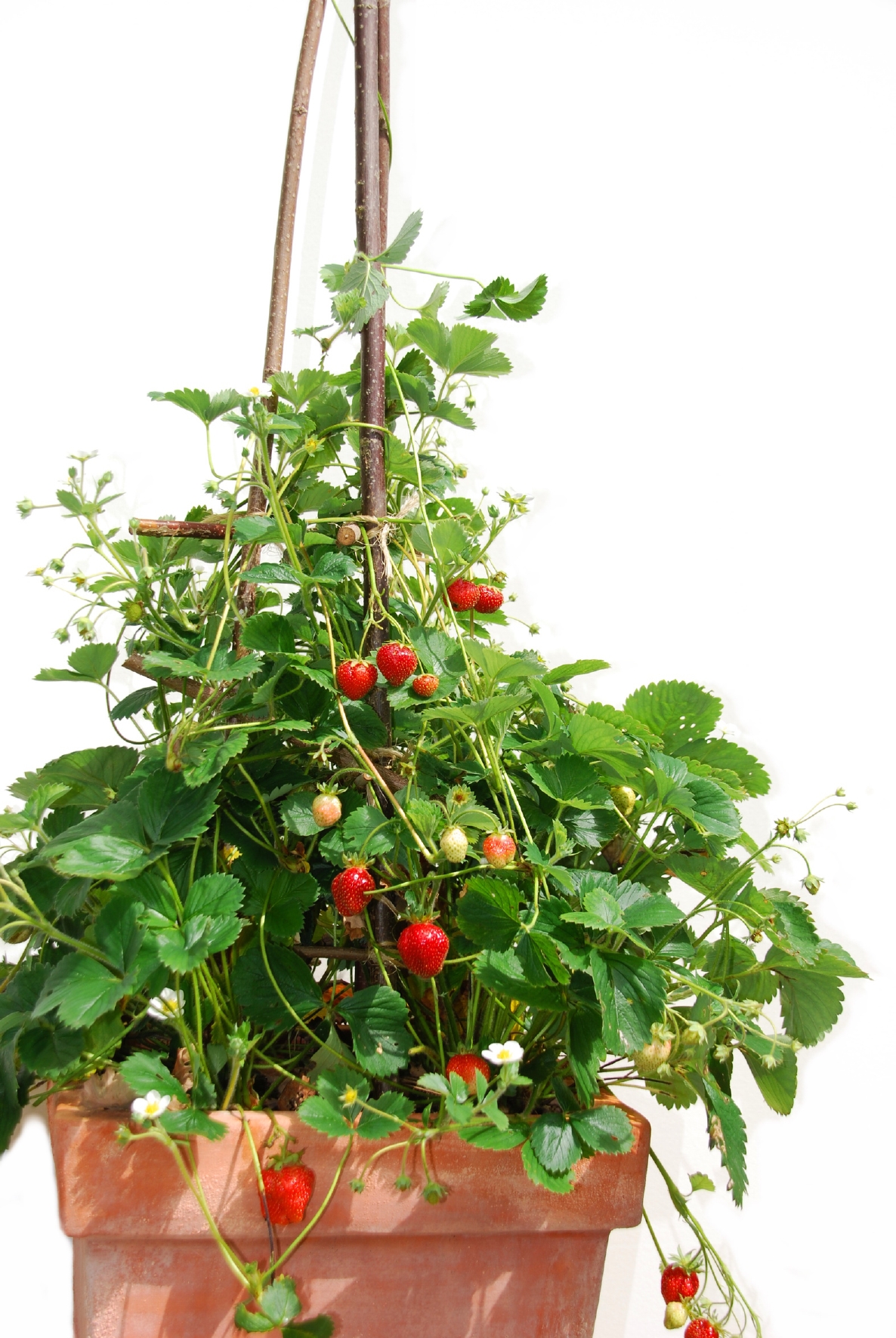 Erdbeeren - hängend im Topf Erdbeeren - hängend im Topf