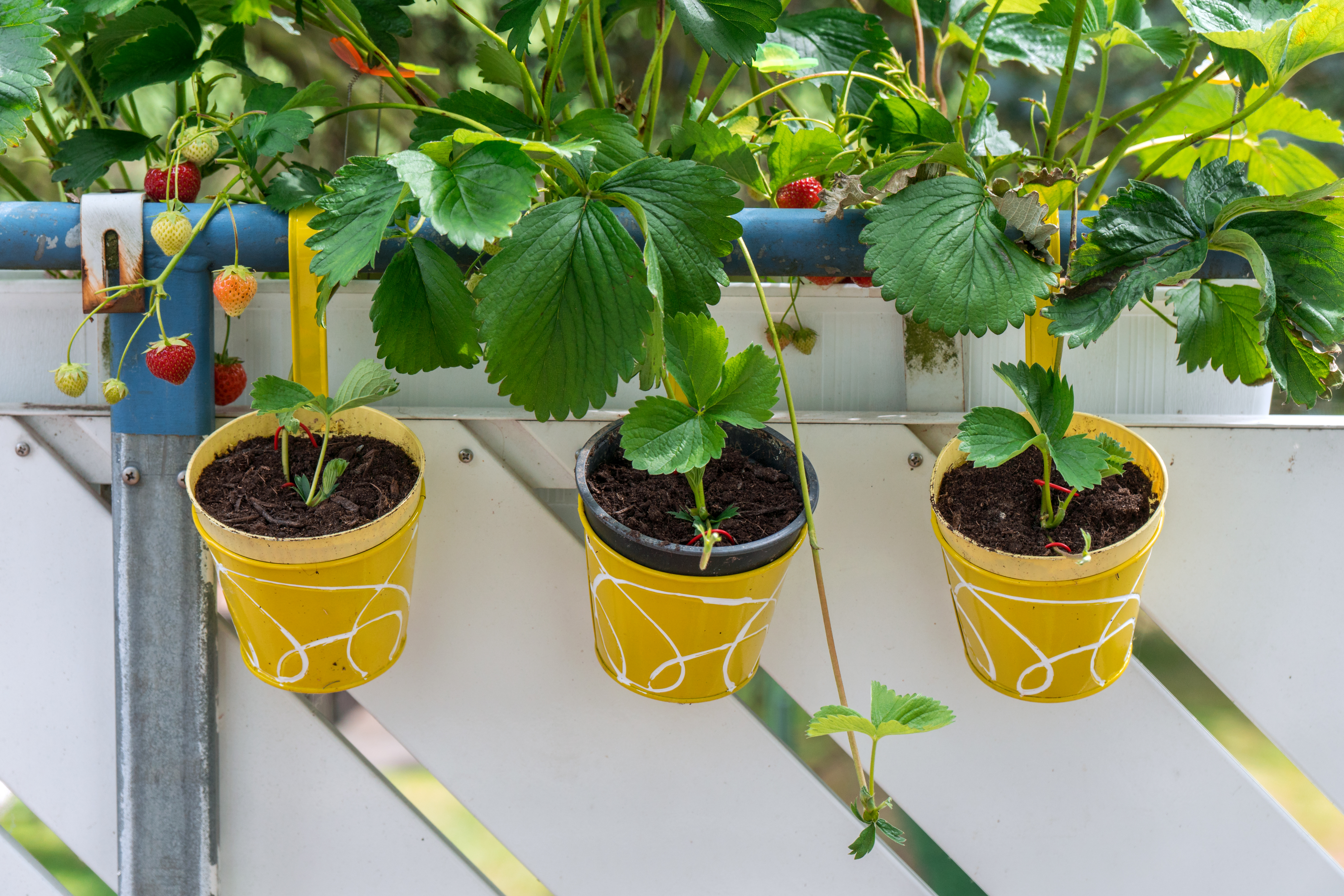Ausläufer von Erdbeeren einfach abschneiden oder in neue Töpfe pflanzen Erdbeeren - Jungpflanzen