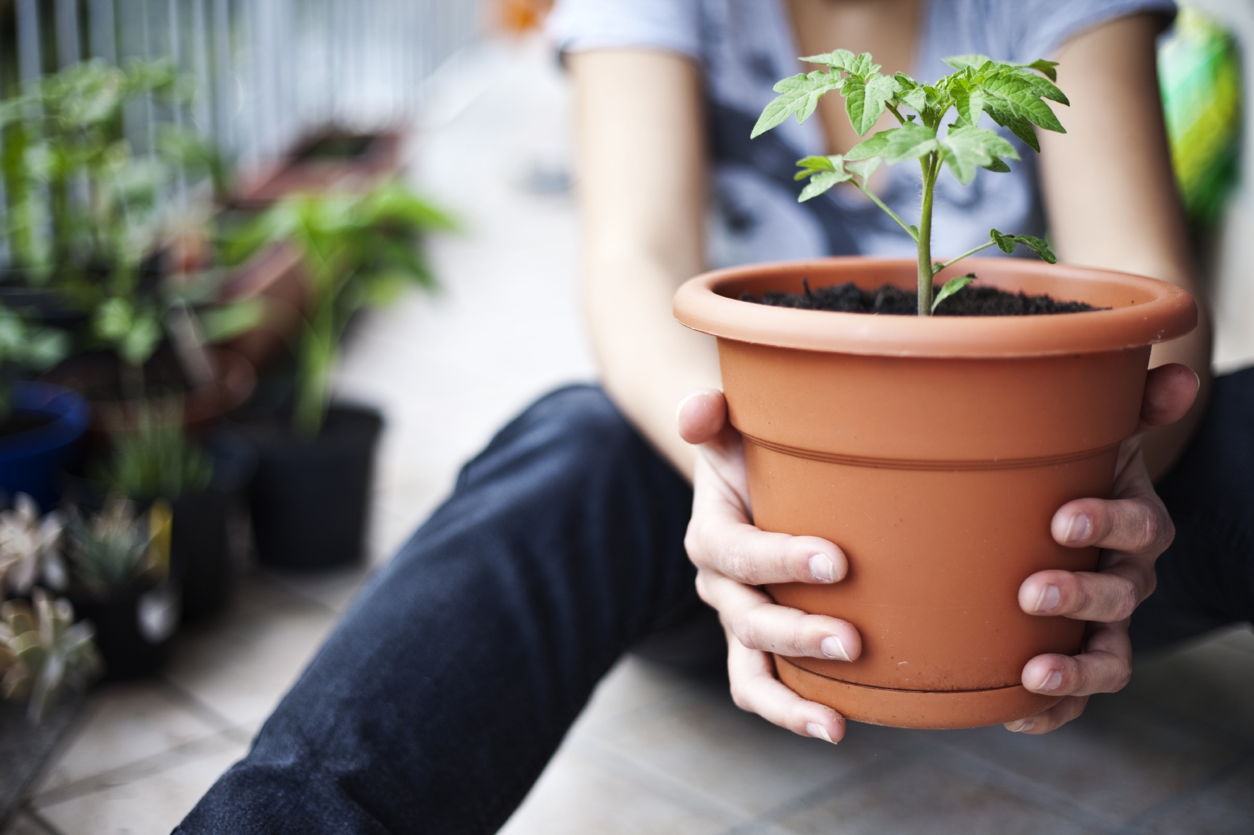 Tomatenpflanzen kann man gut auf dem Balkon anpflanzen Tomatenpflanze in Kübel