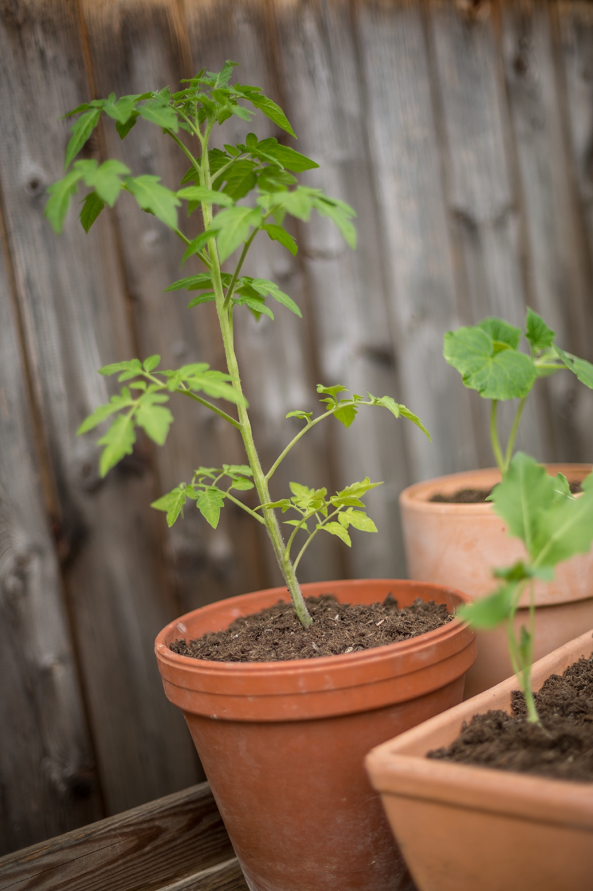 Tomaten müssend deutlich aus dem Topf herausragen Tomatenpflanze in einem Topfgefäß
