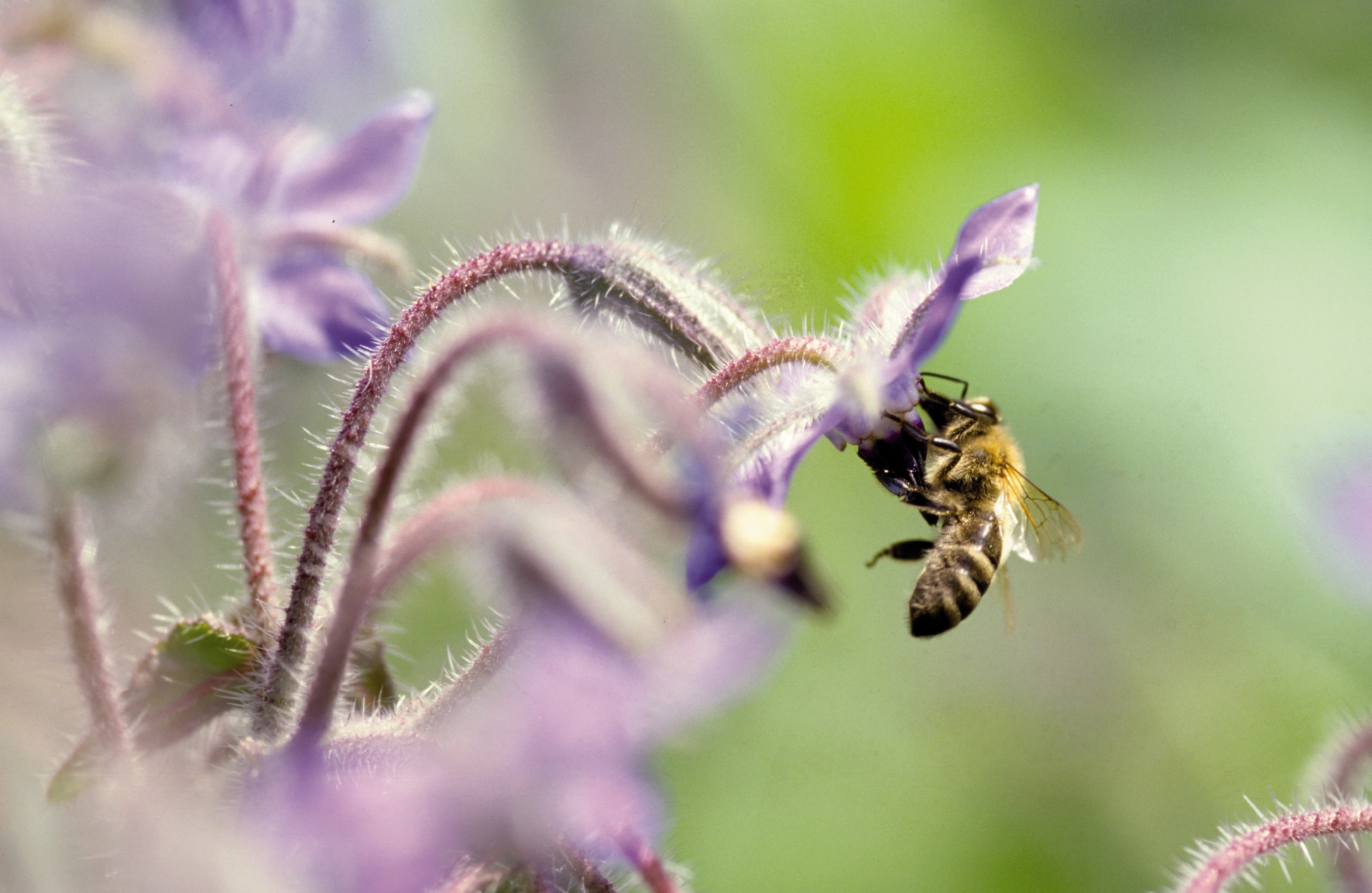 Honigbiene an einer Borretschpflanze Borretschblüte mit einer Honigbiene