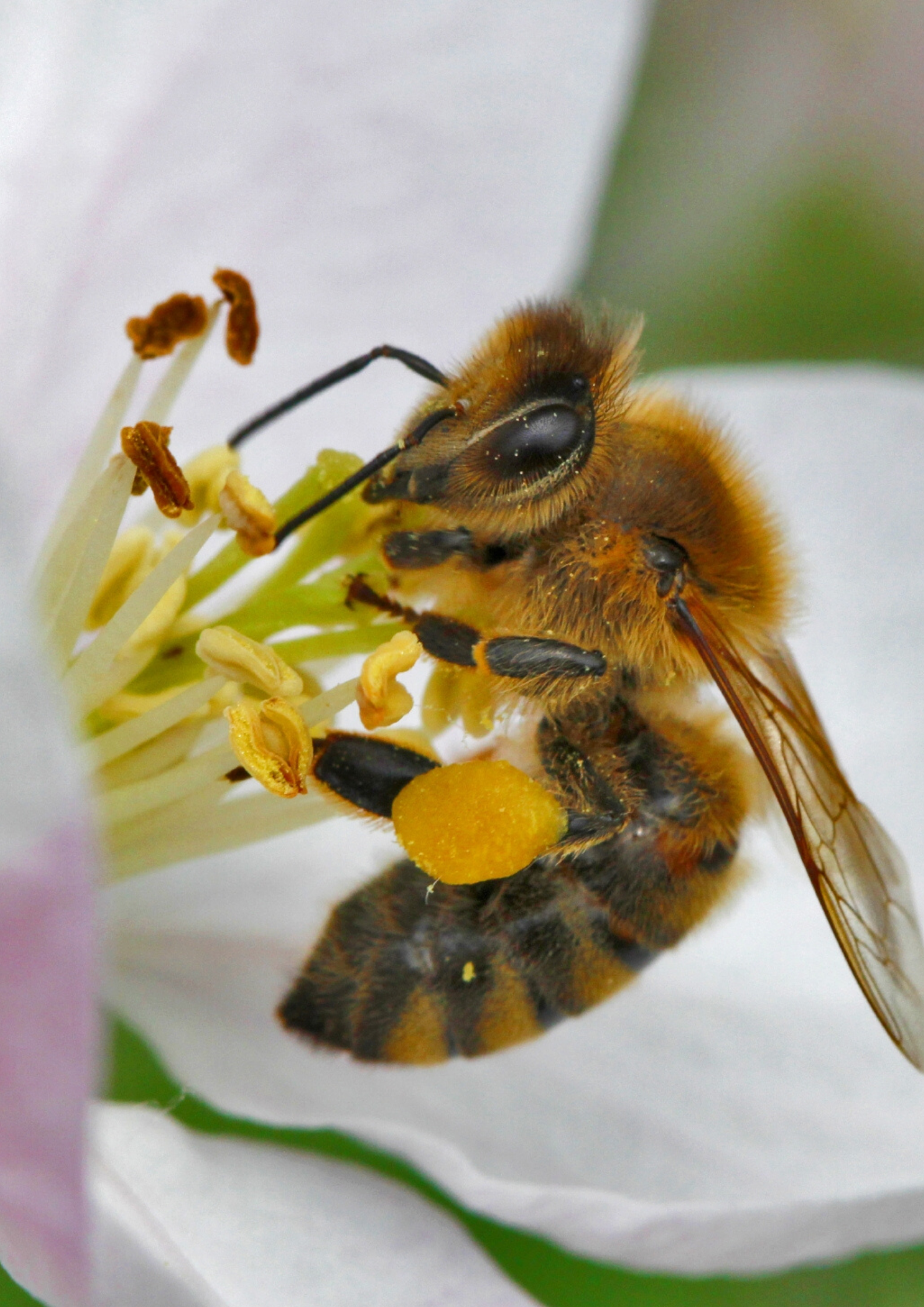 Honigbiene an einer Obstblüte Honigbiene sitzt an einer Obstblüte
