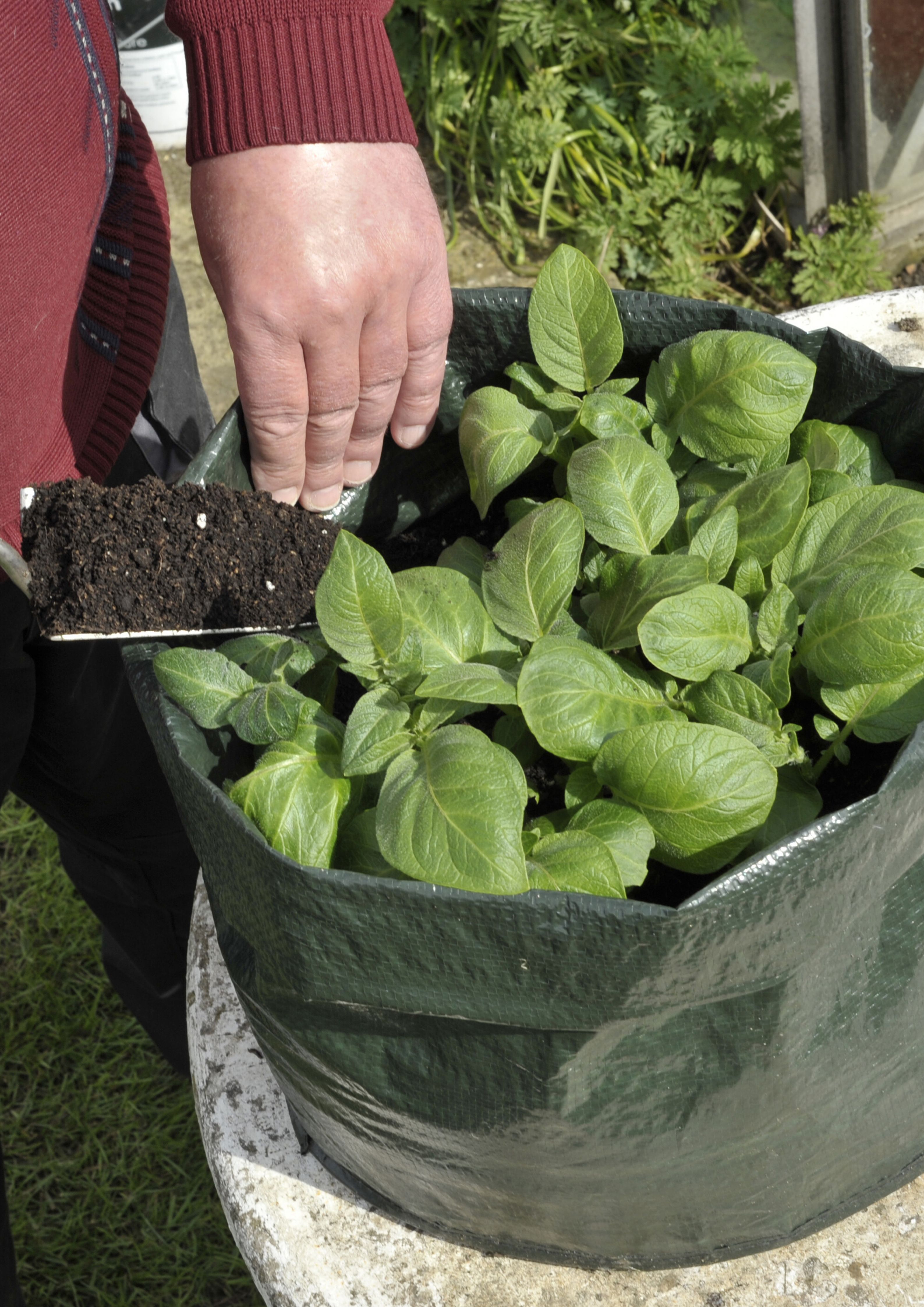 Azet Veggie Dünger sorgt für ein kräftiges Kartoffel-Wachstum Reiche Ernte: Geben Sie den Kartoffeln durch Dünger die Nahrung, die sie brauchen
