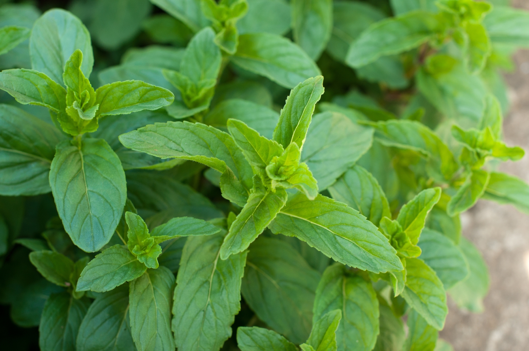 Pfefferminze Kräuter im Garten: Pfefferminze