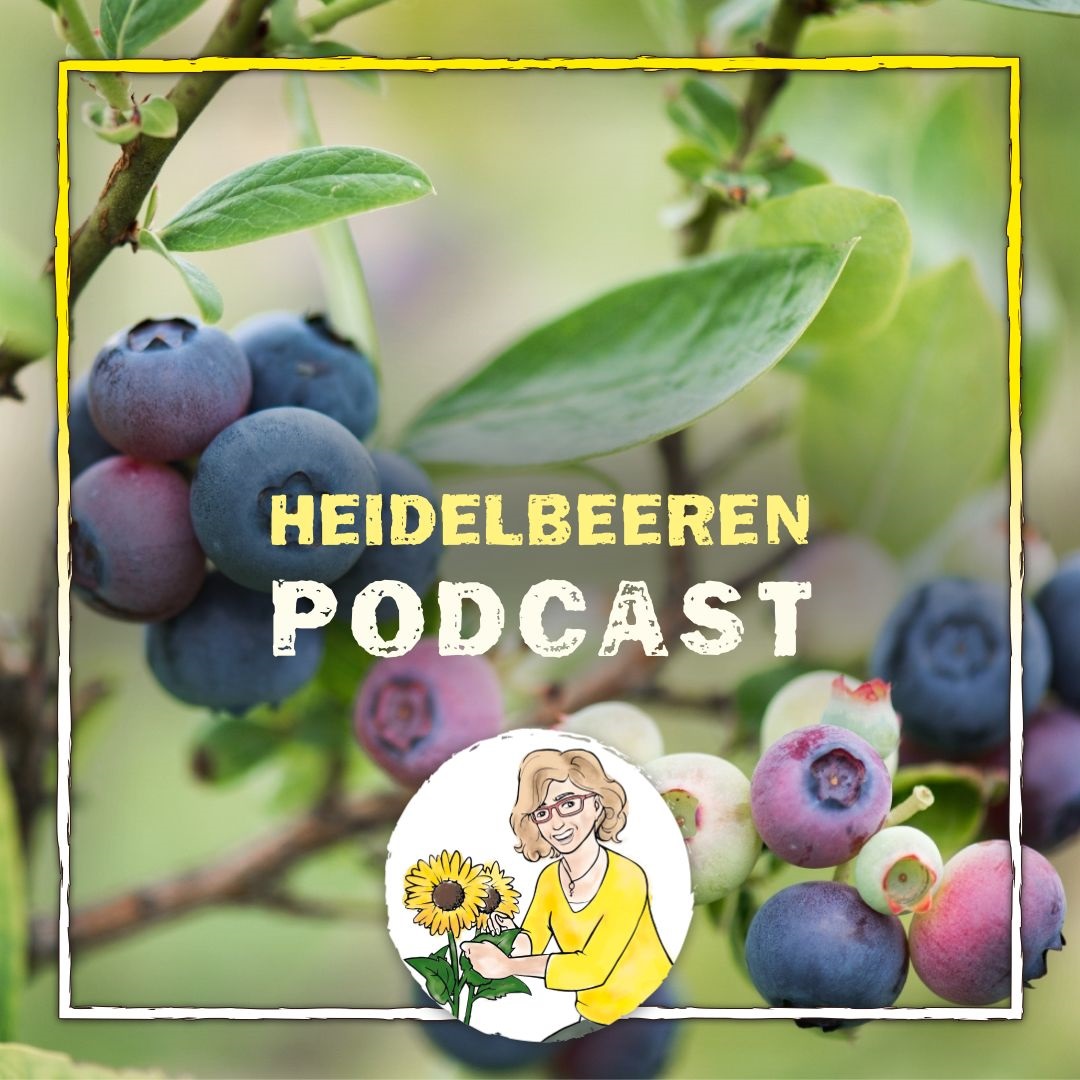 Heidelbeere Heidelbeere