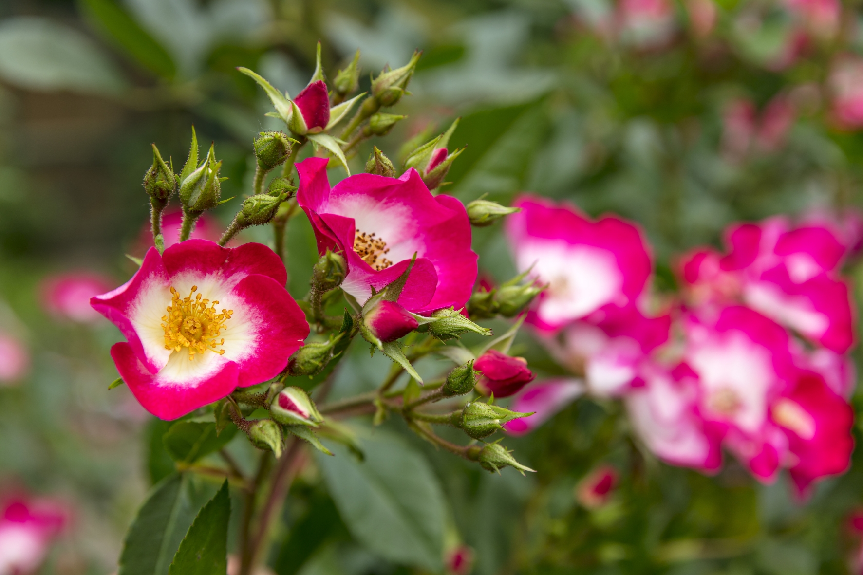 Ungefüllte Rosenblüten locken Insekten in Ihren Garten Über einfache, ungefüllte Rosenblüten freuen sich Bienen und andere Insekten