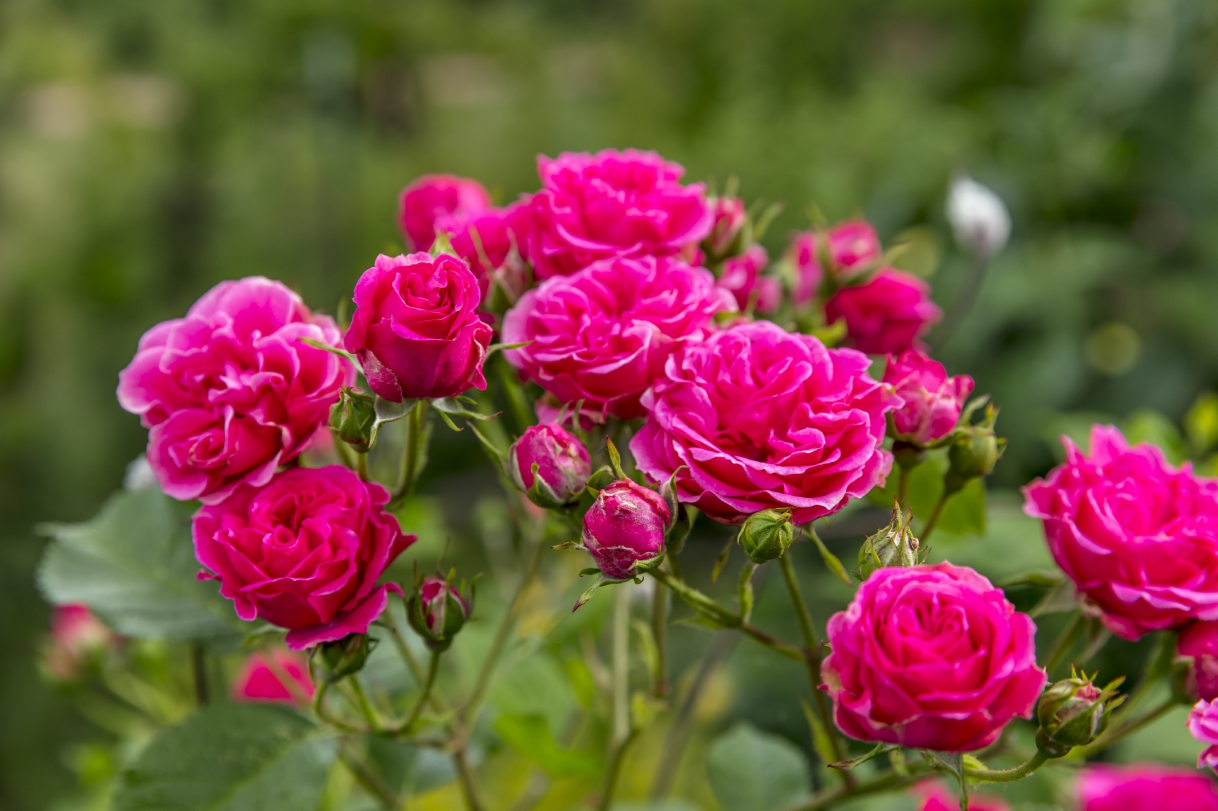 Rosen gibt es in vielen bunten Farben Rosen gibt es in vielen verschiedenen Farben wie z.B. in Violett