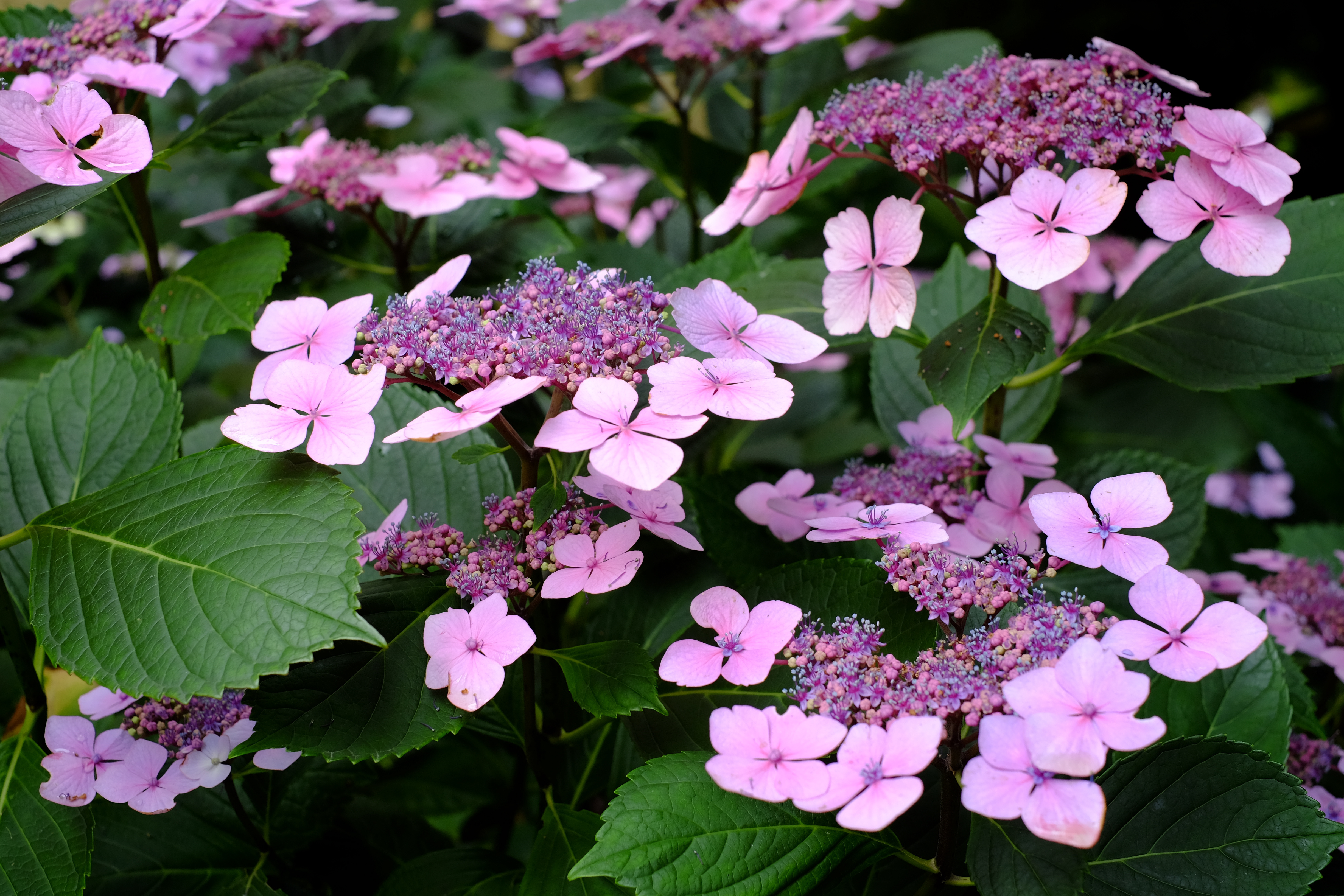 Tellerhortensie Tellerhortensie
