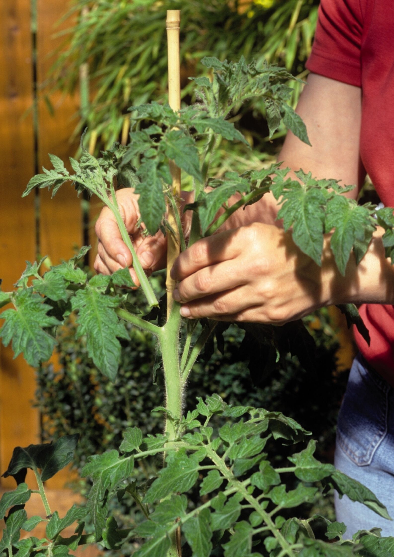 Das Abbrechen von Seitentrieben bei Tomatenpflanzen nennt sich Ausgeizen Tomatenpflanze wird ausgegeizt