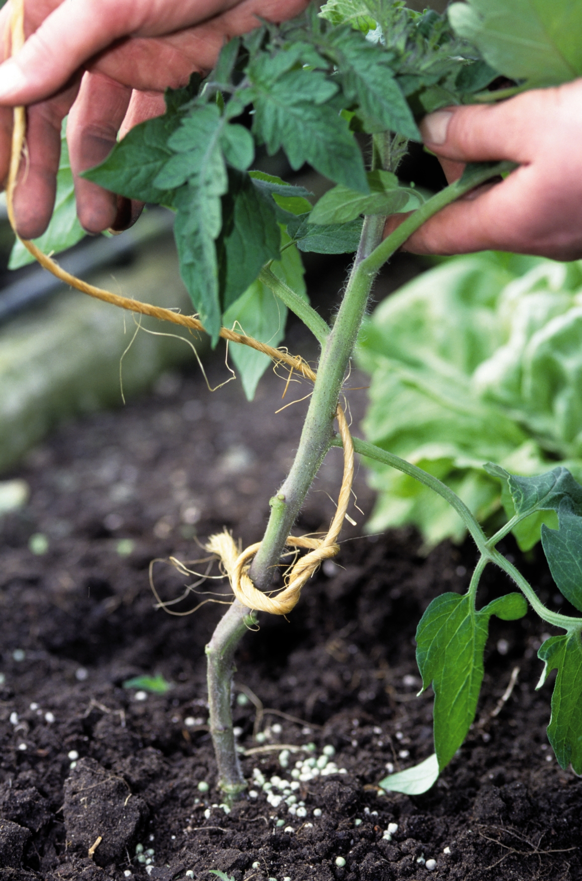 Tomatenpflanzen benötigen eine Stützhilfe Tomaten müssen für das bessere Wachstum hochgebunden werden