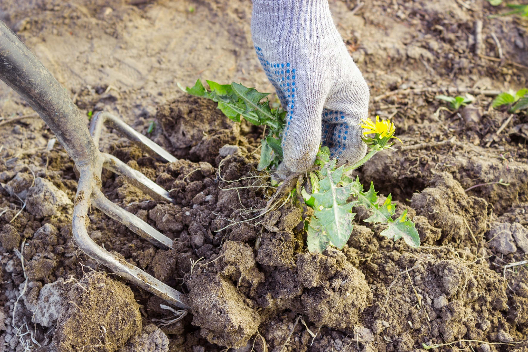 Bevor es richtig losgeht: Unkraut im Rasen jäten Zur Neuanlage muss in der vorbereiteten Fläche das Unkraut entfernt werden