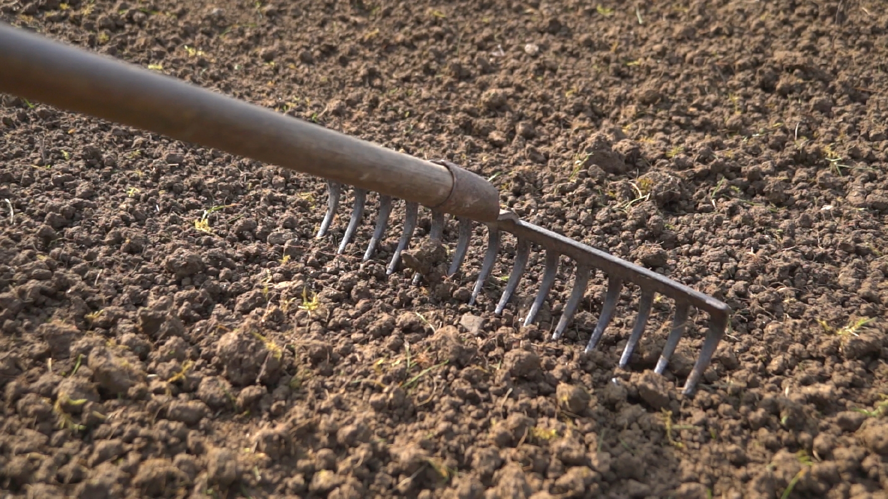 Fläche für die Blumenwiese mit der Harke einebnen Schritt 4: Boden mit der Harke einebnen.