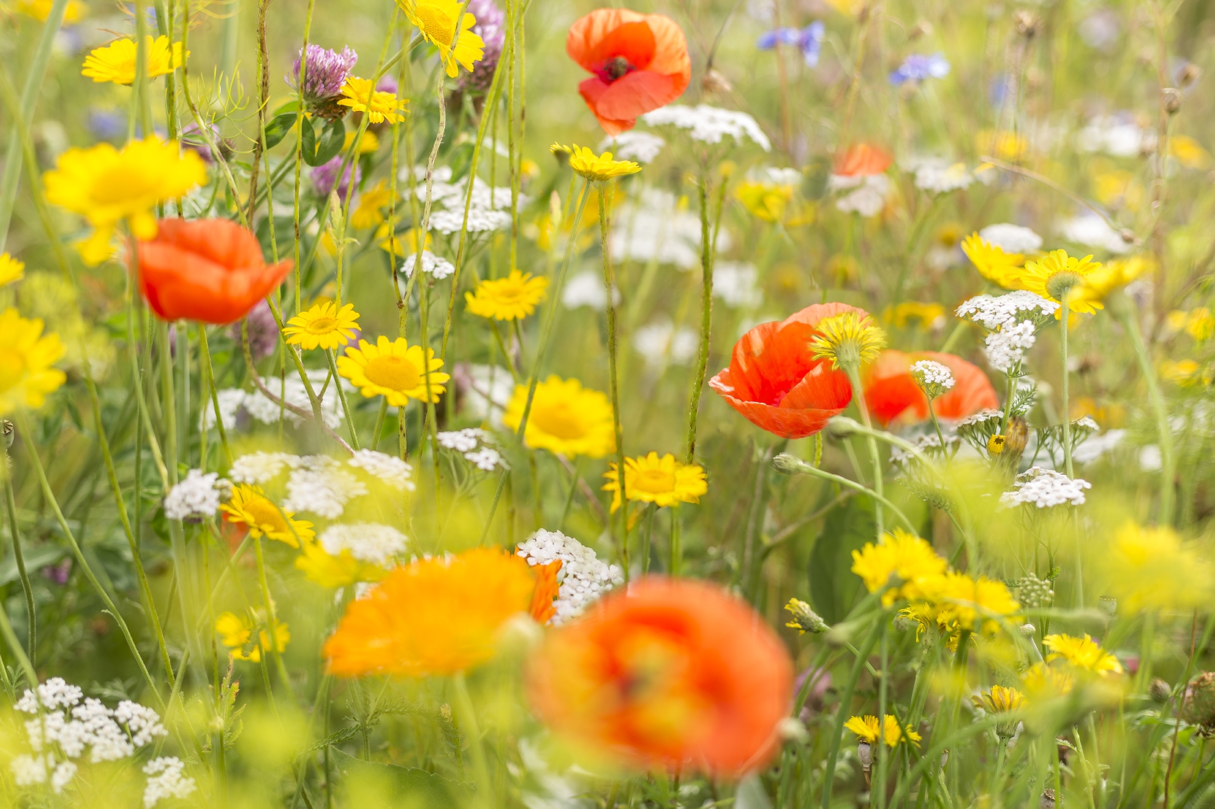 WildgärtnerFreude Gartenstars von Neudorff Auf diese Blumenwiese stehen Vögel: WildgärtnerFreude Gartenstars von Neudorff
