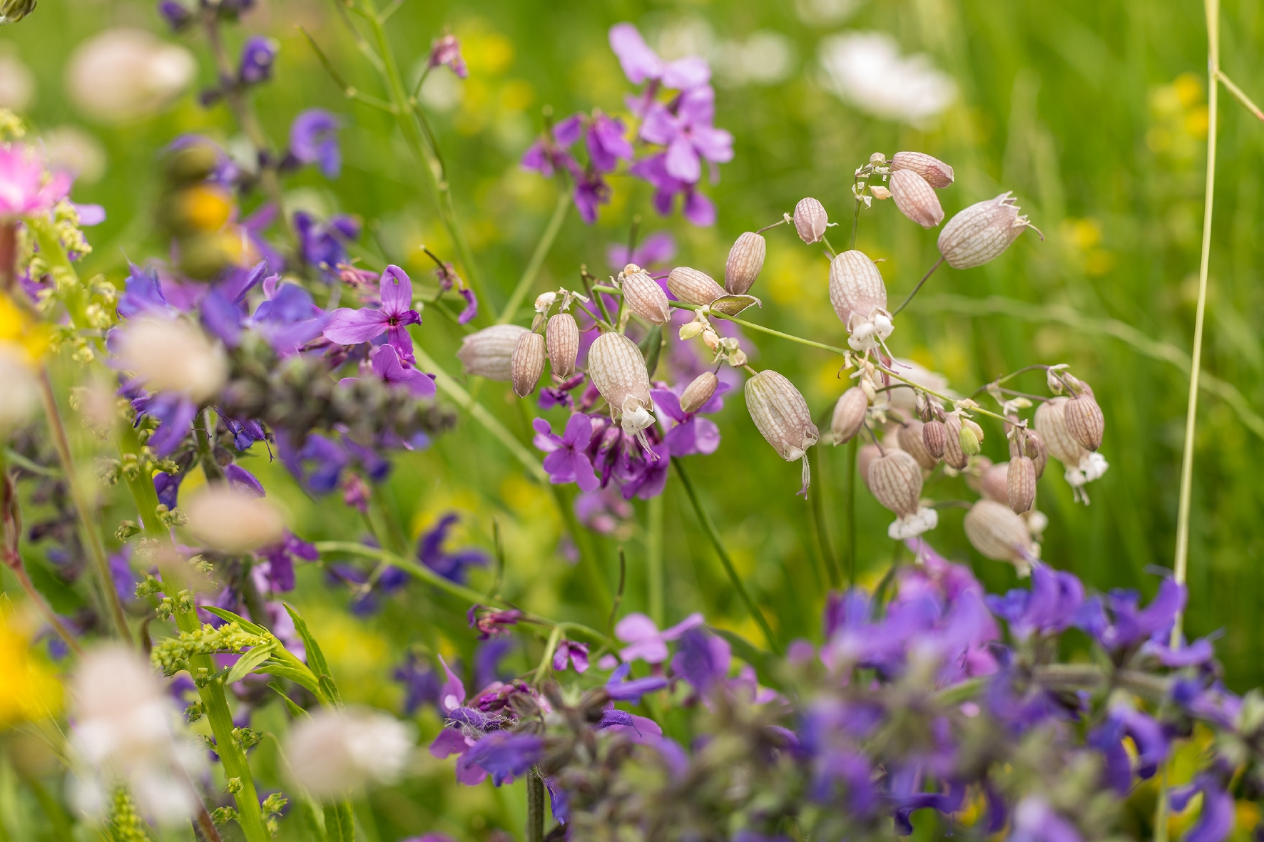 WildgärtnerFreude Nachtschwärmer Treff von Neudorff Perfekt für eine Blumenwiese geeignet: WildgärtnerFreude Nachtschwärmer Treff von Neudorff